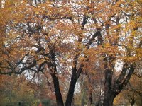 Rokov perivoj, oko 1980. godine  Kad je groblje 1876. godine zatvoreno, prostor je postupno mijenjao svoju ulogu. Mjesto smrti počelo se pretvarati u mjesto šetnje, predaha i tišine. Nakon 1. Svjetskog rata, iza 1918., na Rokovu perivoju niknula je prava mala umjetnička četvrt u kojoj su živjeli i stvarali: Nasta Rojc-Šenoa, Joza Kljaković, Ljubo Babić, Frangeš-Mihanović i mnogi drugi. Rokov je perivoj danas zelena oaza iznad Britanca, mjesto je gdje mnogobrojni Zagrepčani vole provoditi svoje slobodno vrijeme.